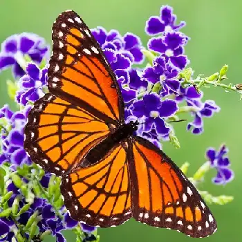 butterfly-individual-psychotherapy-940x350 (1)