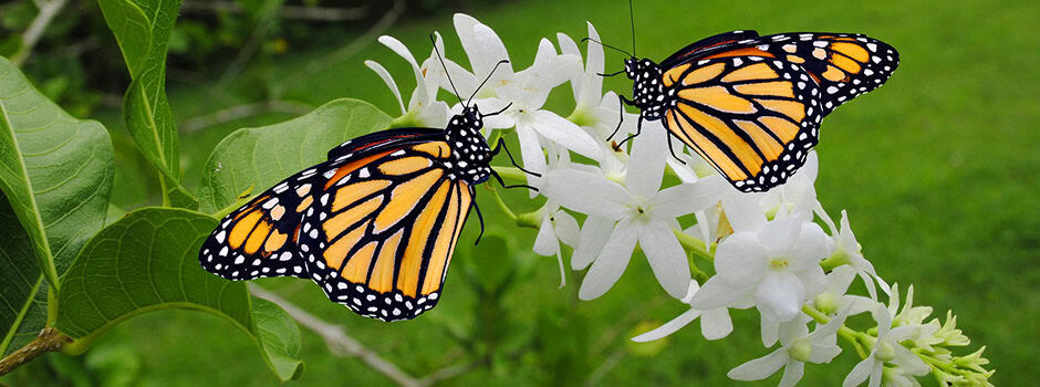 butterfly-supervision-940x350